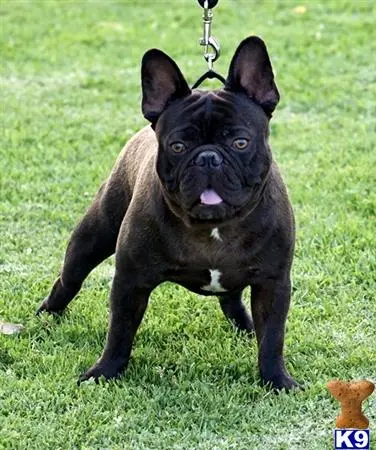 French Bulldog stud dog: a french bulldog dog on a chain