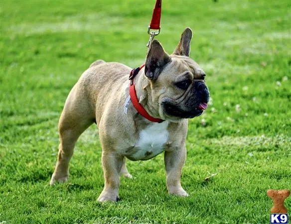 French Bulldog stud dog: a french bulldog dog on a leash