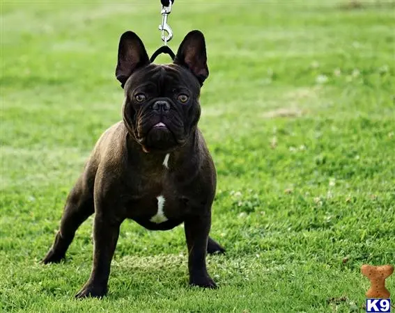 French Bulldog stud dog: a french bulldog dog on a leash