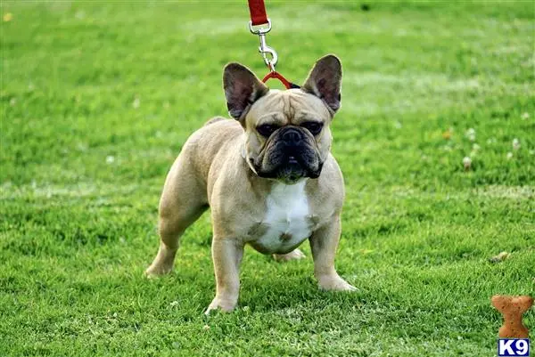 French Bulldog stud dog: a french bulldog dog on a leash