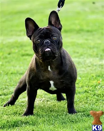 French Bulldog stud dog: a black french bulldog dog standing on grass