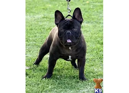 French Bulldog stud dog: a french bulldog dog on a chain