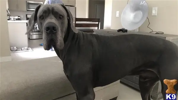 Great Dane stud dog