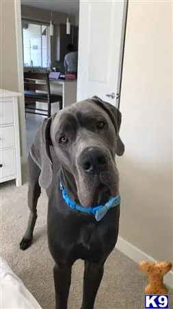 Great Dane stud dog