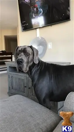 Great Dane stud dog