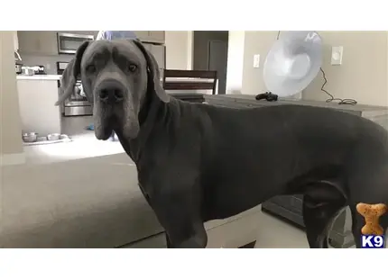 Great Dane