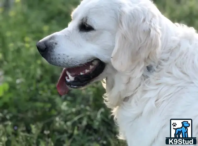 Golden Retriever stud dog