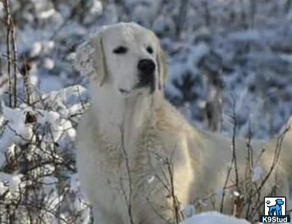 Golden Retriever stud dog