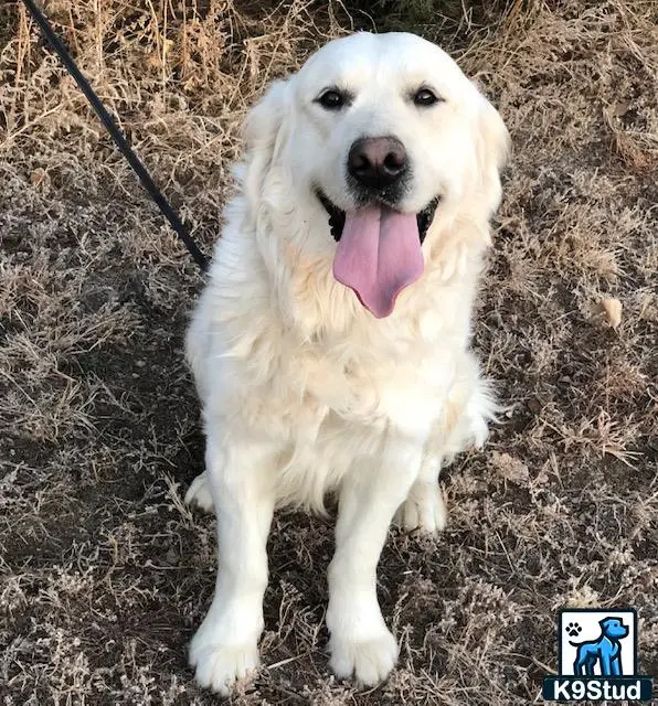 Golden Retriever stud dog