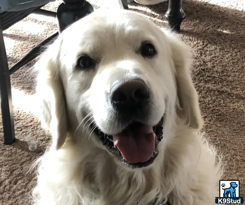 Golden Retriever stud dog