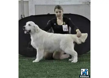 a person sitting on a golden retriever dog