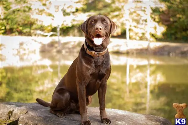 Labrador Retriever stud dog