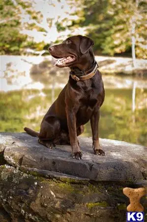 Labrador Retriever stud dog