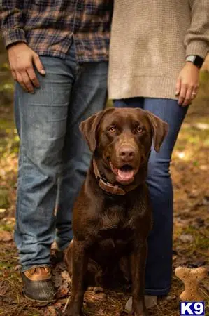 Labrador Retriever stud dog