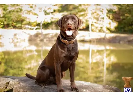 Labrador Retriever