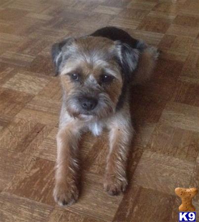 a border terrier dog sitting on the floor