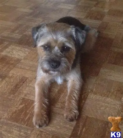 Border Terrier stud dog