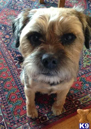 Border Terrier stud dog