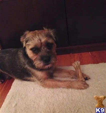 Border Terrier stud dog