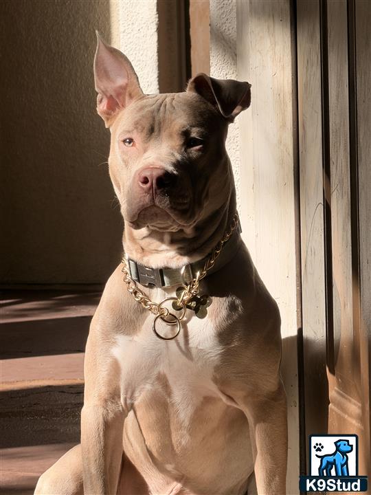 a american pit bull dog sitting on a porch