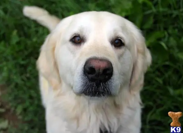 Golden Retriever stud dog: a white golden retriever dog with a white background