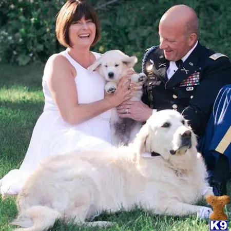 Golden Retriever stud dog: a man and woman holding a golden retriever dog