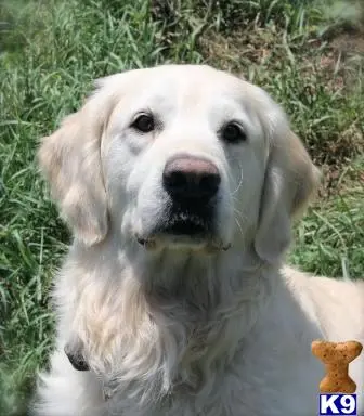 Golden Retriever stud dog: a golden retriever dog sitting in the grass