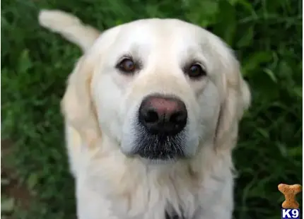 Golden Retriever stud dog: a white golden retriever dog with a white background