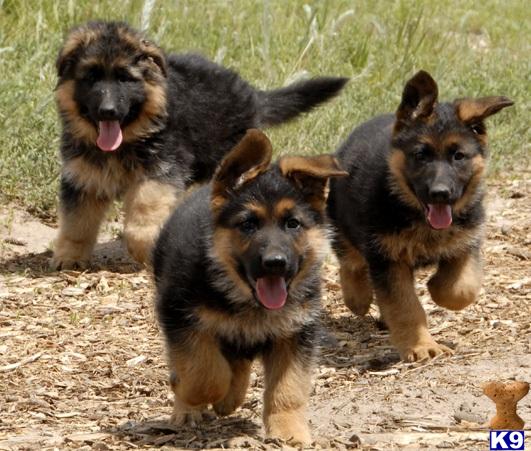 german shepherd puppy posted by britex