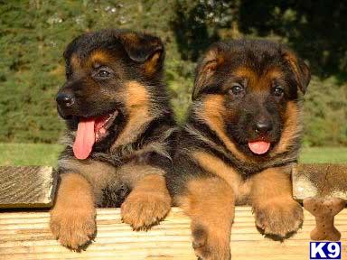 german shepherd puppy posted by britex