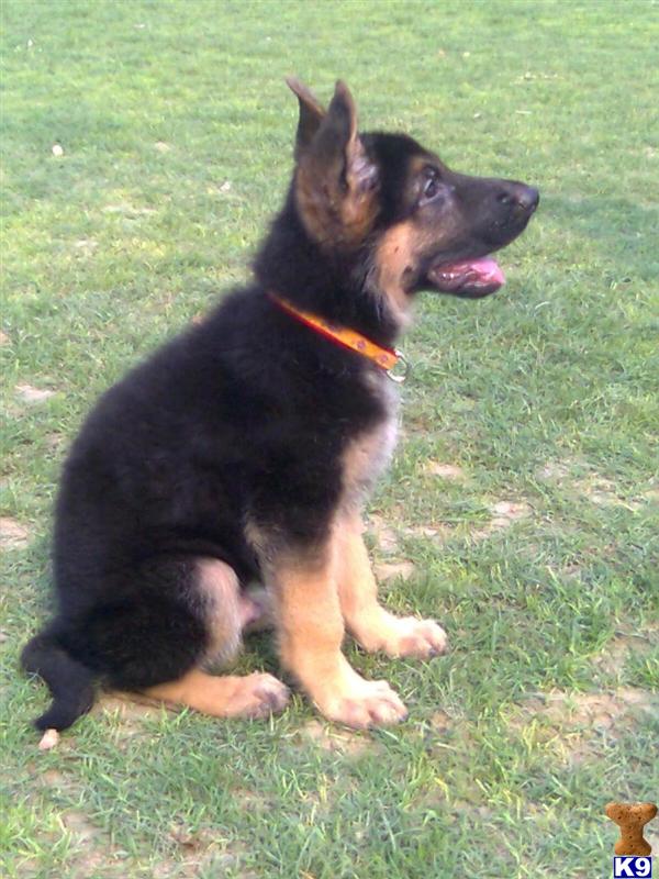 german shepherd puppy posted by britex