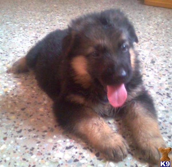 german shepherd puppy posted by britex