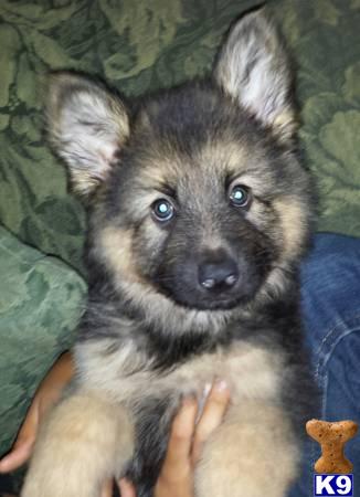 german shepherd puppy posted by britex