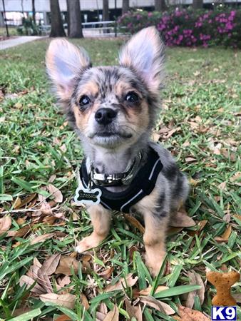 Chihuahua stud dog