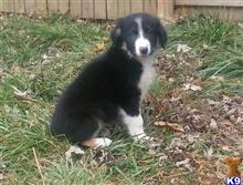 Australian Shepherd