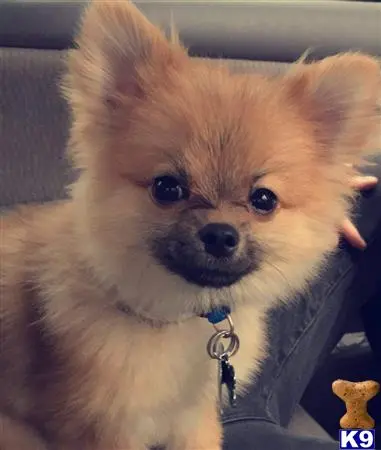 Pomeranian stud dog