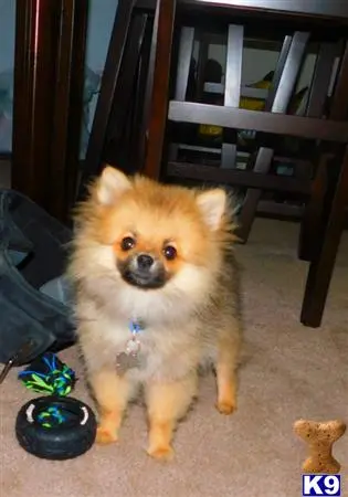 Pomeranian stud dog