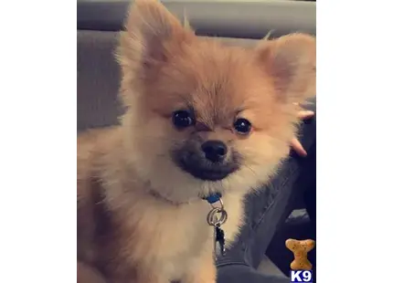 Pomeranian