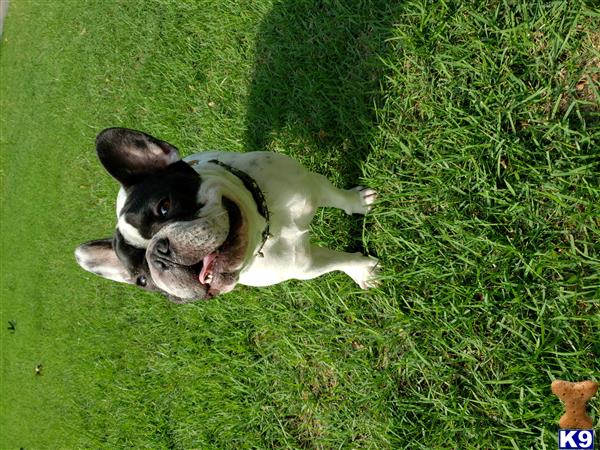 a french bulldog dog lying on the grass
