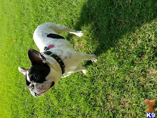 French Bulldog stud dog