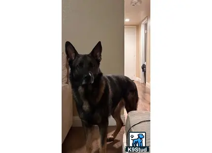 a german shepherd dog standing in a room