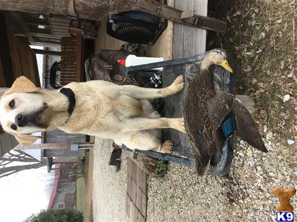 Labrador Retriever stud dog