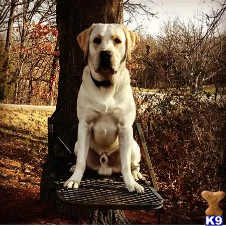 Labrador Retriever stud dog