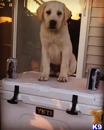 Labrador Retriever stud dog