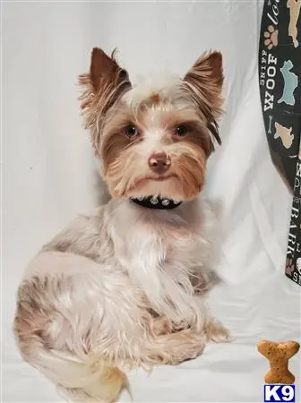 Yorkshire Terrier stud dog: a yorkshire terrier dog sitting on a couch