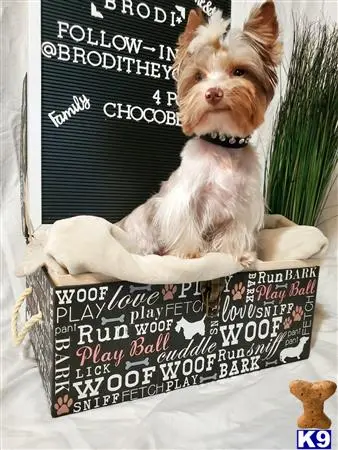 Yorkshire Terrier stud dog: a yorkshire terrier dog sitting on a blanket