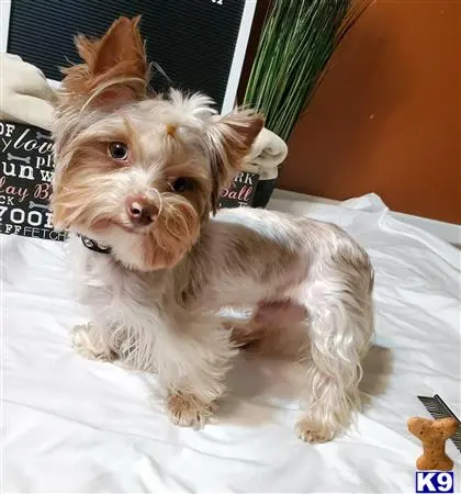 Yorkshire Terrier stud dog: a yorkshire terrier dog sitting on a bed