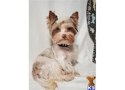 Yorkshire Terrier stud dog: a yorkshire terrier dog sitting on a couch