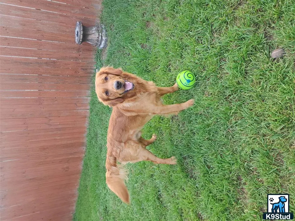 Golden Retriever stud dog