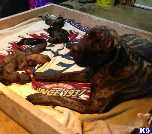 Mastiff stud dog: Brindle Mastiff lying beside a litter of puppies on a blanket